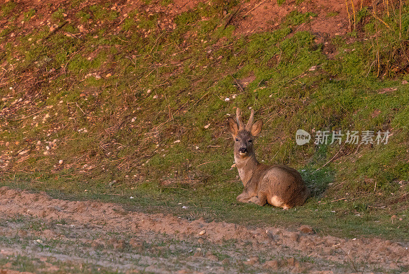 罗巴克 （卡普雷奥卢斯卡普雷奥卢斯 ）